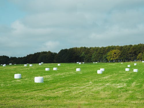 酪農を営む牧場見学
