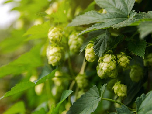 ビールの原料も自分たちの手で育てます