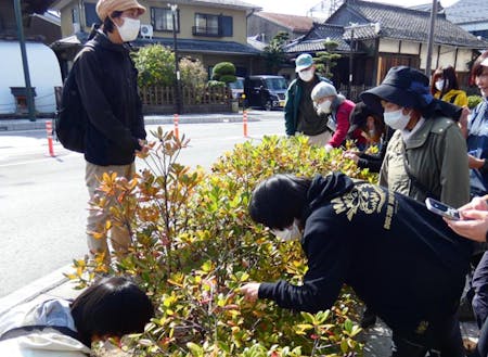 長浜駅周辺で開催された鈴木純さんの植物観察会