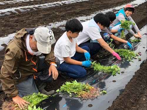 サツマイモの苗植えの風景