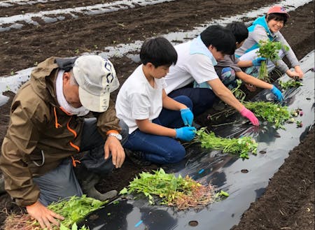 サツマイモの苗植えの風景