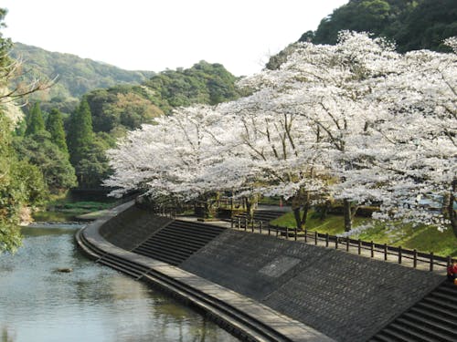 吾平町の桜並木