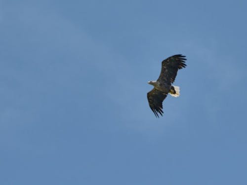 オジロワシなど希少猛禽類が数多く生息する豊かな自然環境