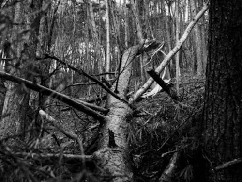 「倒木」