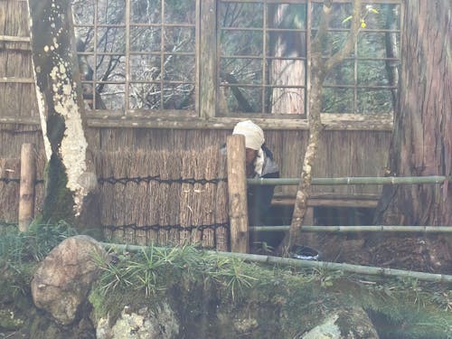 竹を山から切り出し生垣を作る