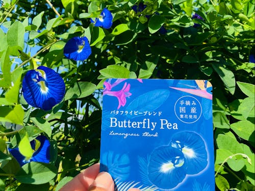 収穫したバタフライピーはハーブティーに加工します。