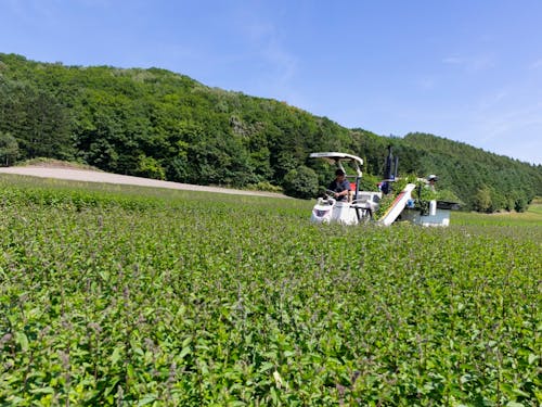滝上町では和ハッカを生産しています!どの町村も個性豊かでたのしい西紋別。