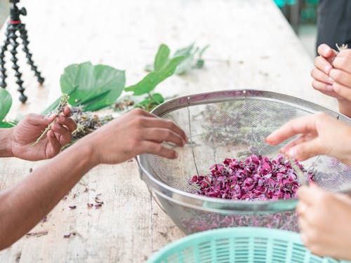 山の恵みを採取