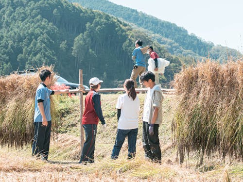 稲刈りもアクティビティ