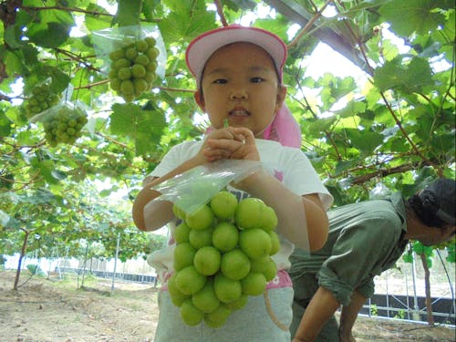 ふるさと納税返礼品のシャインマスカット