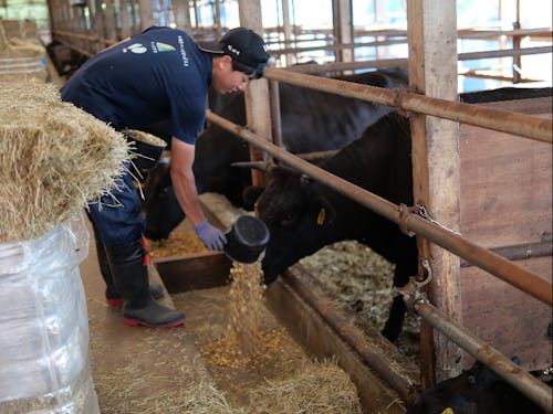 畜産現場での様子