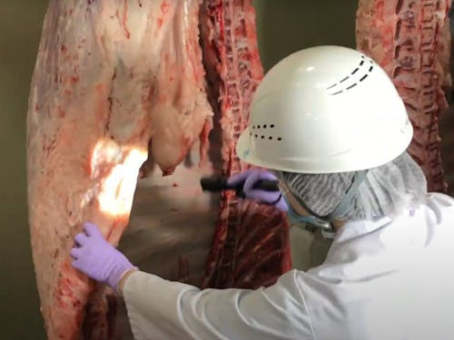 食肉衛生検査所で枝肉の検査をしているところ