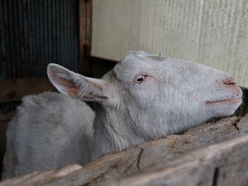 草刈り担当ヤギの麹くん