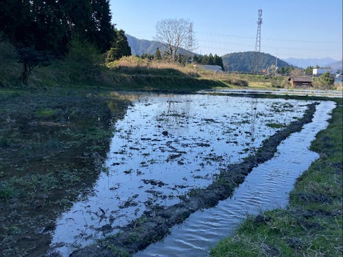山水が流れる田んぼで米作りにも挑戦