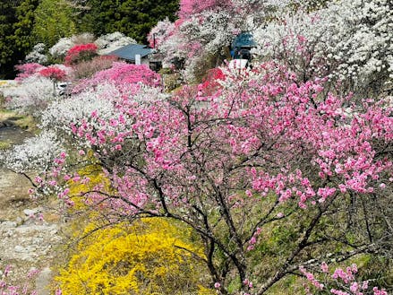 近くにある花桃の里。春を全身で感じられます