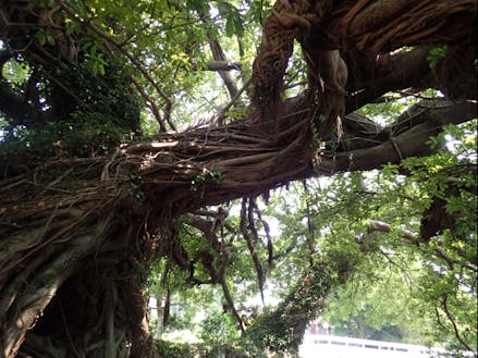 南島原市の木「あこう」の木
