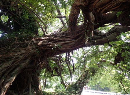 南島原市の木「あこう」の木
