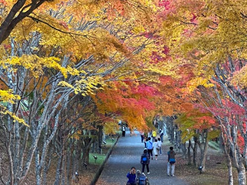 秋の紅葉。どの季節も全身で四季を感じられます