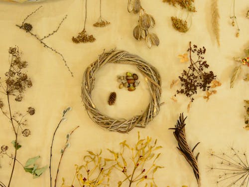 季節の森歩きでひろった素材まとめ。カメラを片手に森に入ればお気に入りの一枚が撮れるかも。