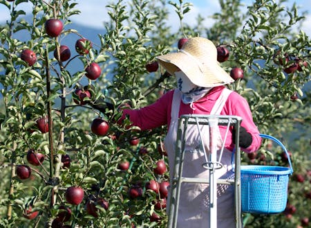 りんご収穫風景