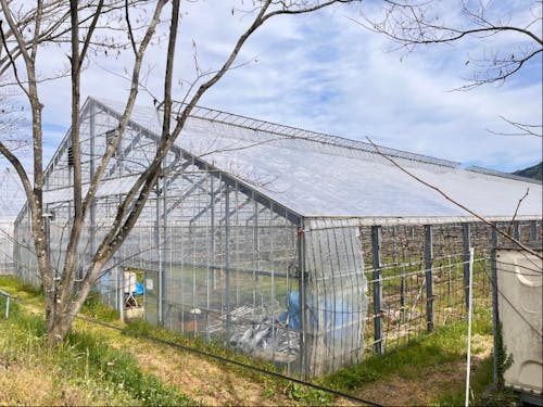 このようなビニールハウスで主に作業します。