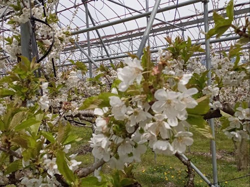 なかなかできない果樹の剪定作業も体験できます!