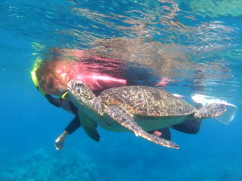 海はウミガメとふれあえるほど美しい(提供:自然体験アクティビティ専門店『Feel it』)