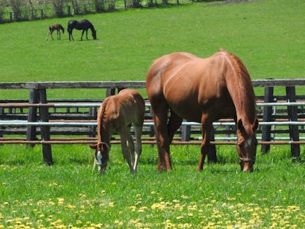 馬のまち・新ひだか町では牧場見学や乗馬もできます！