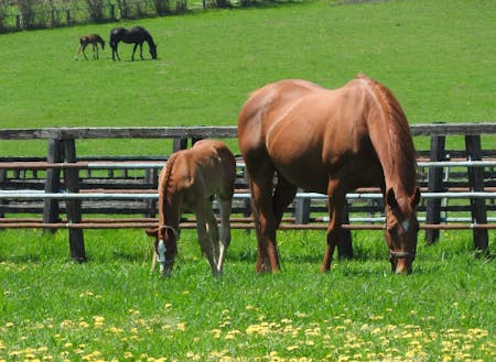 馬のまち・新ひだか町では牧場見学や乗馬もできます！