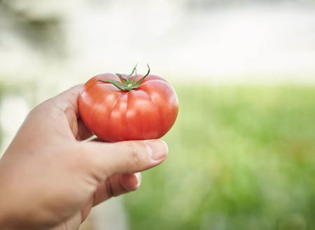 名産のトマトで農的くらし