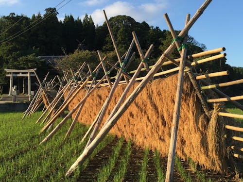 宇受賀命神社の近くの田んぼの様子
