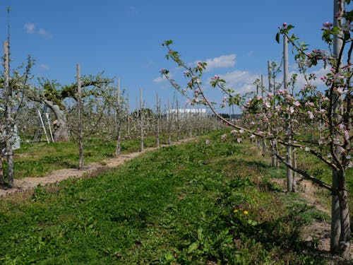 もんのすけ農園さんのリンゴの圃場