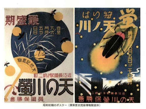 昔から地域がまもってきた蛍。