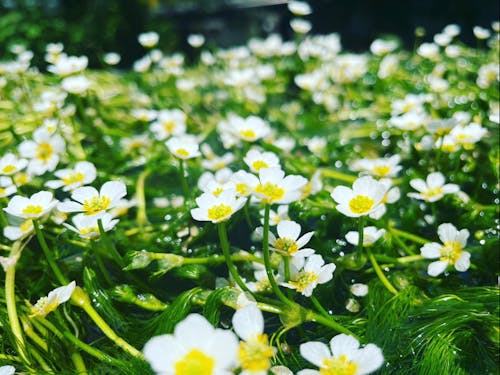 水の豊富な米原市。ホタルの飛ぶ時期には「梅花藻」も咲き始めます。