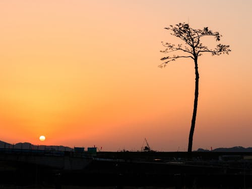 陸前高田市にある”奇跡の一本松"