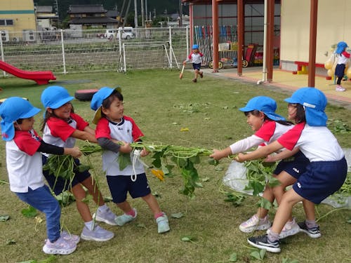 園の畑から自分たちで収穫したさつまいものつるさえ、おもちゃ