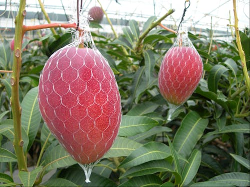 完熟マンゴーも実は西都市発祥。今が旬です!