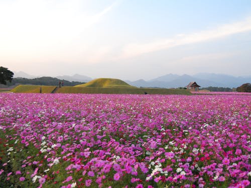 秋はコスモスなど、季節の花が楽しめる西都原古墳群は絶好のお花見スポット。