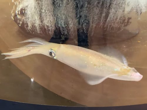 店内では活きたケンサキイカが泳いでいます