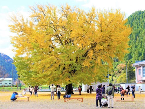 【日南町が誇る宝】旧日野上小学校にある樹齢約100年の大銀杏の木