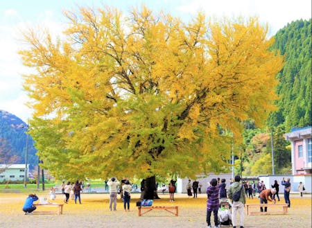【日南町が誇る宝】旧日野上小学校にある樹齢約100年の大銀杏の木