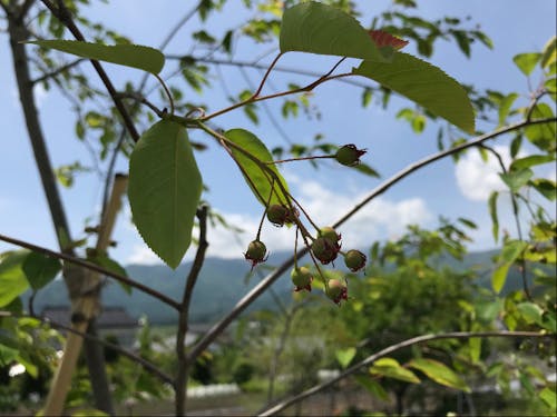 ワーホリ期間中は、ちょうどブルーベリーなどのシーズン