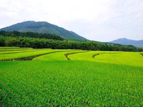 青々とした棚田が広がる芳野校区