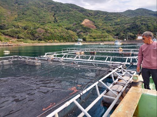 真剣な目で生け簀を見ています