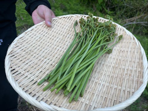 庭でとれたわらび