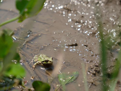この時期の花巻はカエルの鳴き声がBGMです