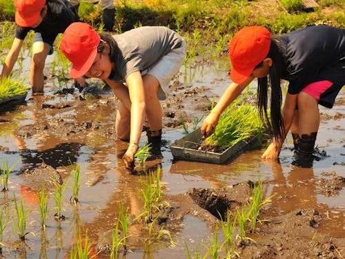 田植え体験を楽しむ子供たち