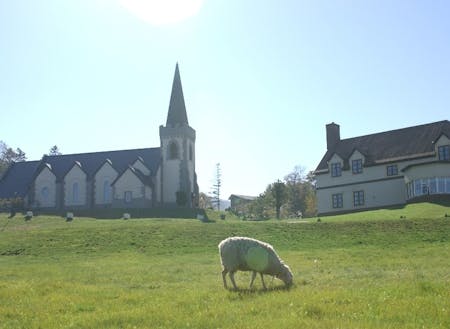 人気の教会と羊