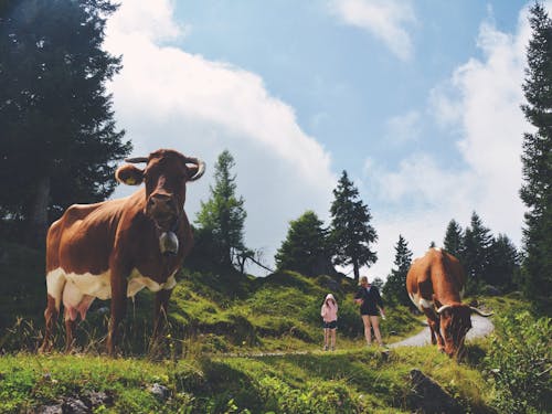 裏山を開拓して自然と人が共生できる田舎をつくりたい