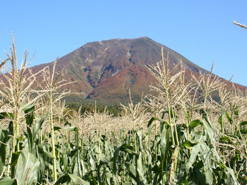 寒暖差が激しいため、甘い「きみ(とうもろこし)」が育ちます